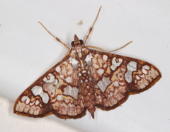 Glyphodes canthusalis