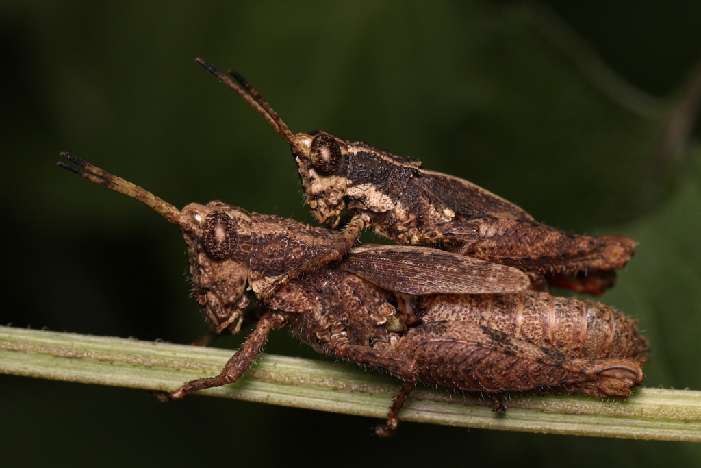 Vilerna bonitensis