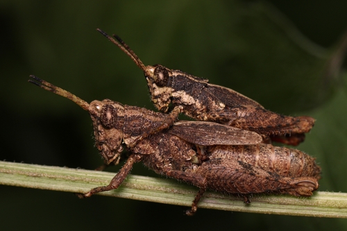 Vilerna bonitensis