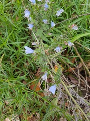 Echium vulgare