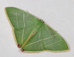 Urolitha bipunctifera