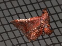 Scenedra decoratalis