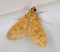 Conogethes