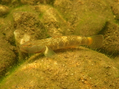 Rhinogobius leavelli