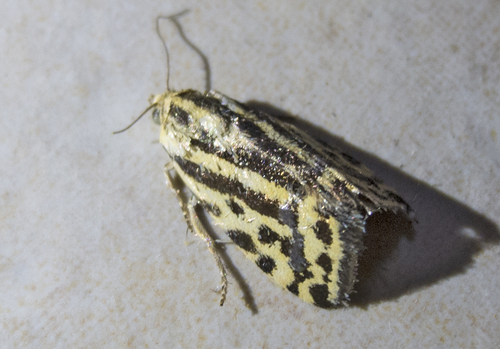 Acontia trabealis (Acontia trabealis)