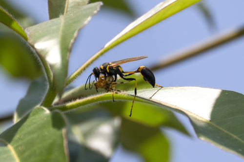 iNaturalist observation photo of Yellow-legged Mud-dauber Wasp