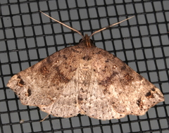 Lithilaria proestans