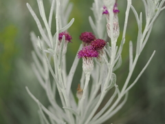 (c) Joseph Aubert, some rights reserved (CC BY) Vernonia larseniae, photograph (c) Joseph Aubert, some rights reserved (CC BY)