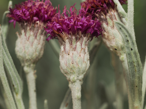 Vernonia larseniae, photograph 6