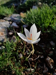 Crocus hadriaticus, photograph (c) Claude Kolwelter, some rights reserved (CC BY)