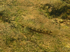 Rhinogobius leavelli