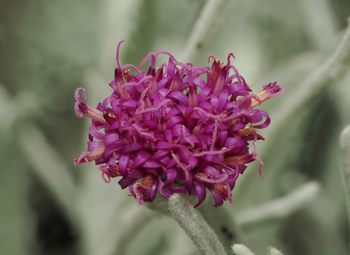 Vernonia larseniae, photograph 4