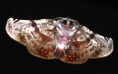 Oenochroma turneri
