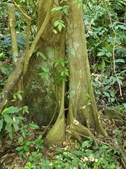 Pterocarpus officinalis