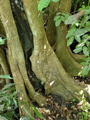 Pterocarpus officinalis