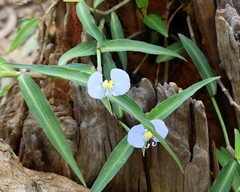Commelina ensifolia