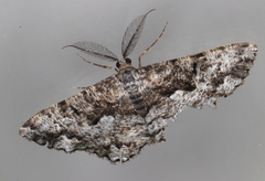 Hypomecis externaria