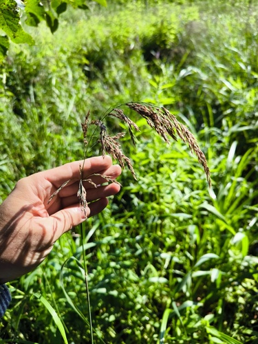 Наблюдение на iNaturalist