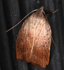 Tortricopsis pyroptis