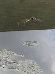 Alligator mississippiensis