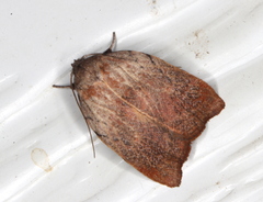 Tortricopsis pyroptis