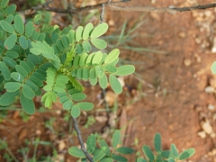 Senna auriculata
