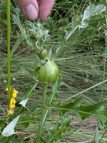 Unknown species found near MXJJ+8M Indreland Audubon Wetland Preserve, Bozeman, MT 59715, USA