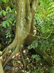 Pterocarpus officinalis