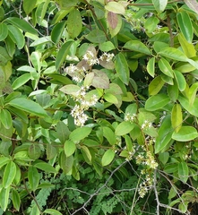 Ichnocarpus frutescens