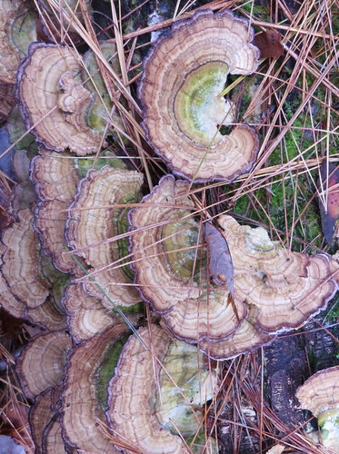 Eglinė Kempelė nuotrauka