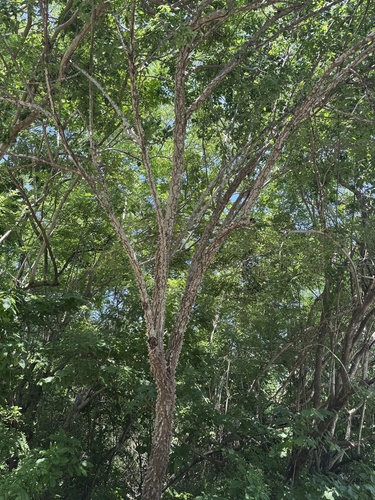 Pochote (Ceiba aesculifolia)