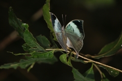 Kallima horsfieldii
