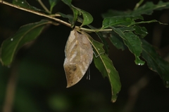 Kallima horsfieldii