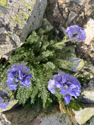 Rocky Mountain Jacob's Ladder (Polemonium confertum)