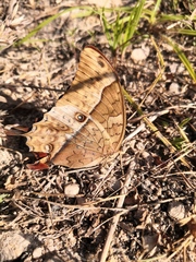 Charaxes varanes