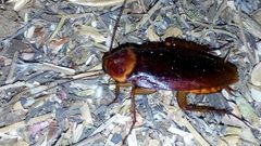 Periplaneta americana