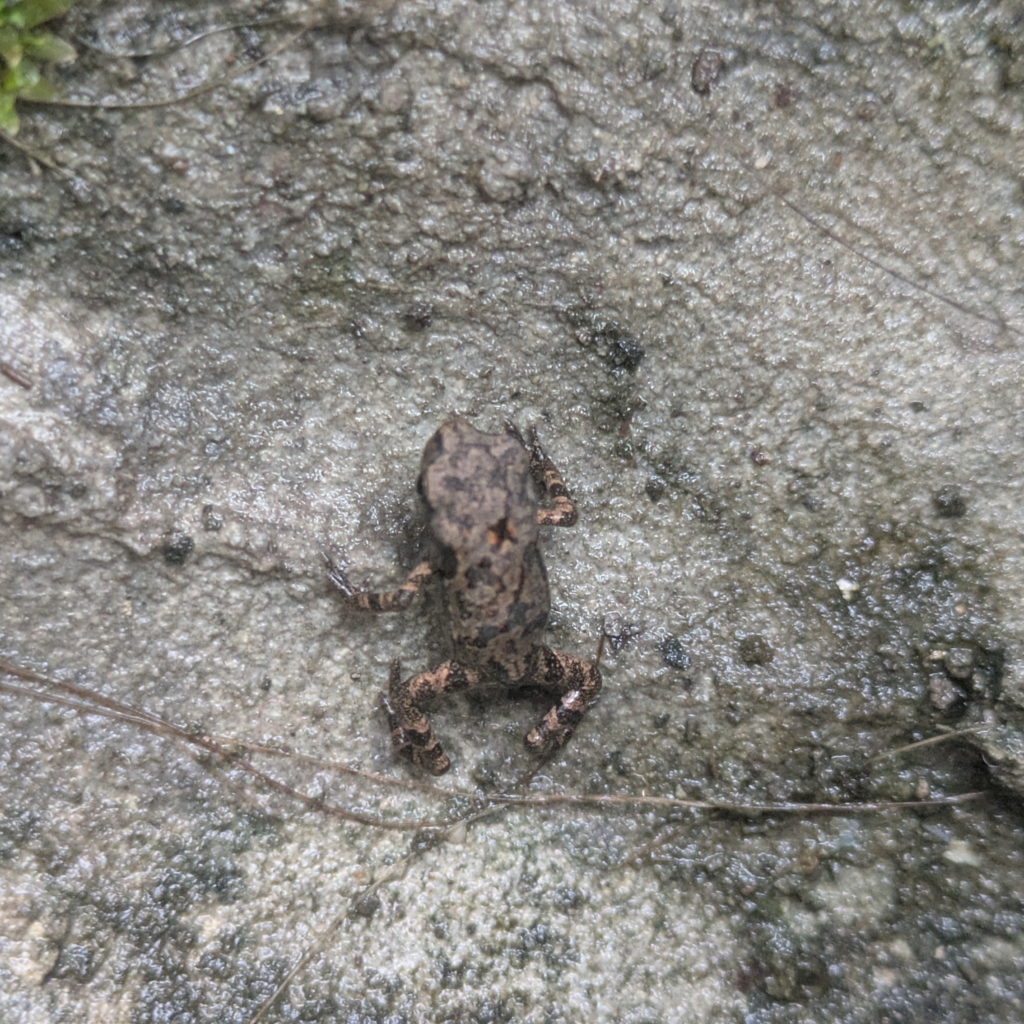 Indian Common True Toad