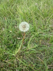 Taraxacum