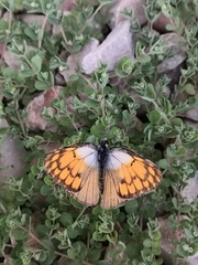 Colotis chrysonome