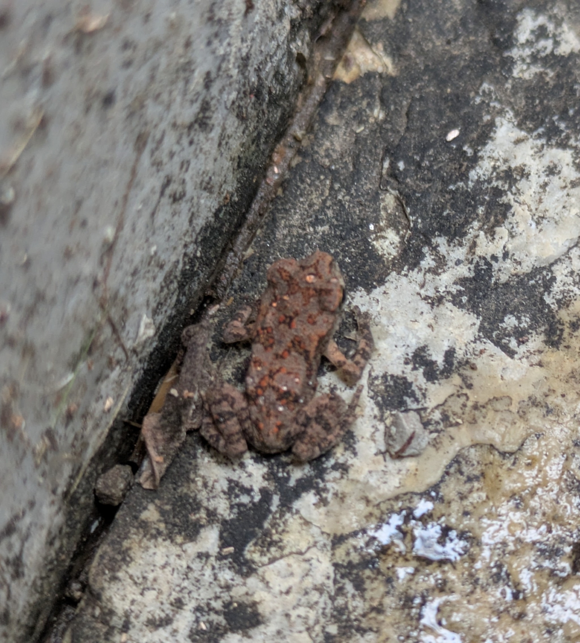 Indian Common True Toad