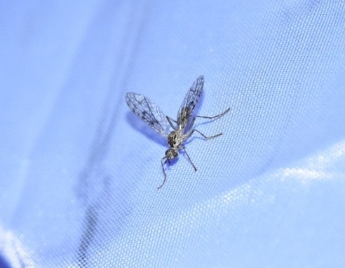 Unknown species found near Carbon County, MT, USA