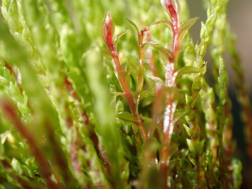 Weigel's Bryum Moss (Ptychostomum weigelii)