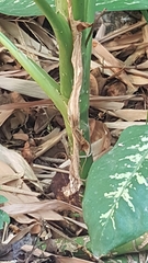 Anolis sagrei