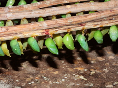 Charaxini