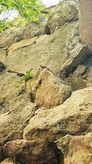 Anolis sagrei