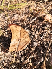 Charaxes varanes