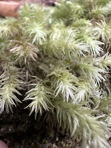 Leucobryum sanctum observed 2025-07-19