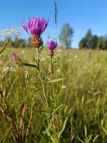 Brown Knapweed