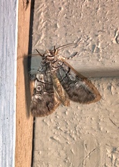 Sympistis chionanthi