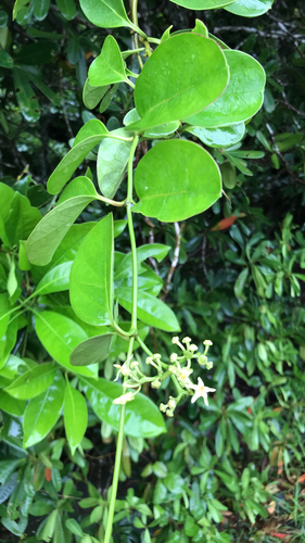 Spiral-vined Silkpod (Parsonsia alboflavescens)